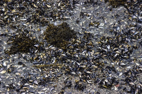 Mussels - NHP331 Mussels - NHP331